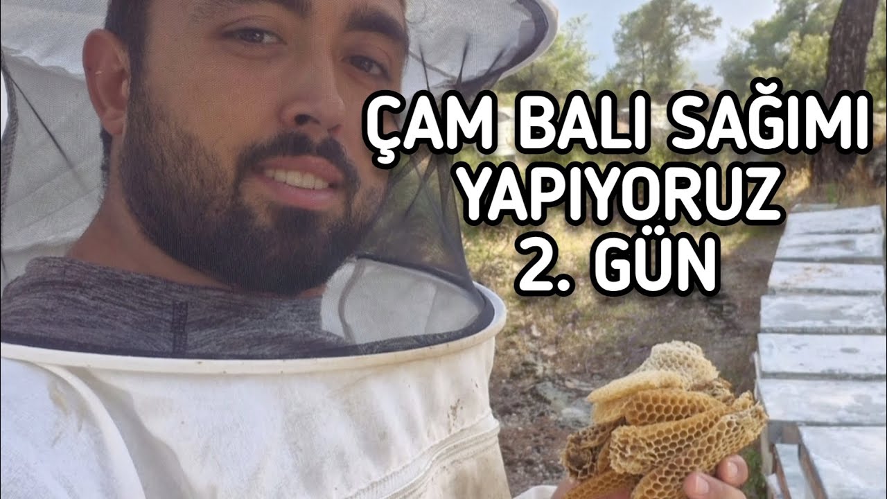 ÇAM BALI SAĞIMI YAPIYORUZ 2. GÜN #ÇAM #BAL 