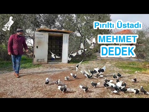 Mehmet Dedek ve Dönek Güvercinleri...