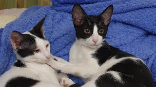 Lovely Stray Cats Rescue #cats #pets by Tommy&Barbie Cat Channel 25 views 8 months ago 3 minutes, 3 seconds