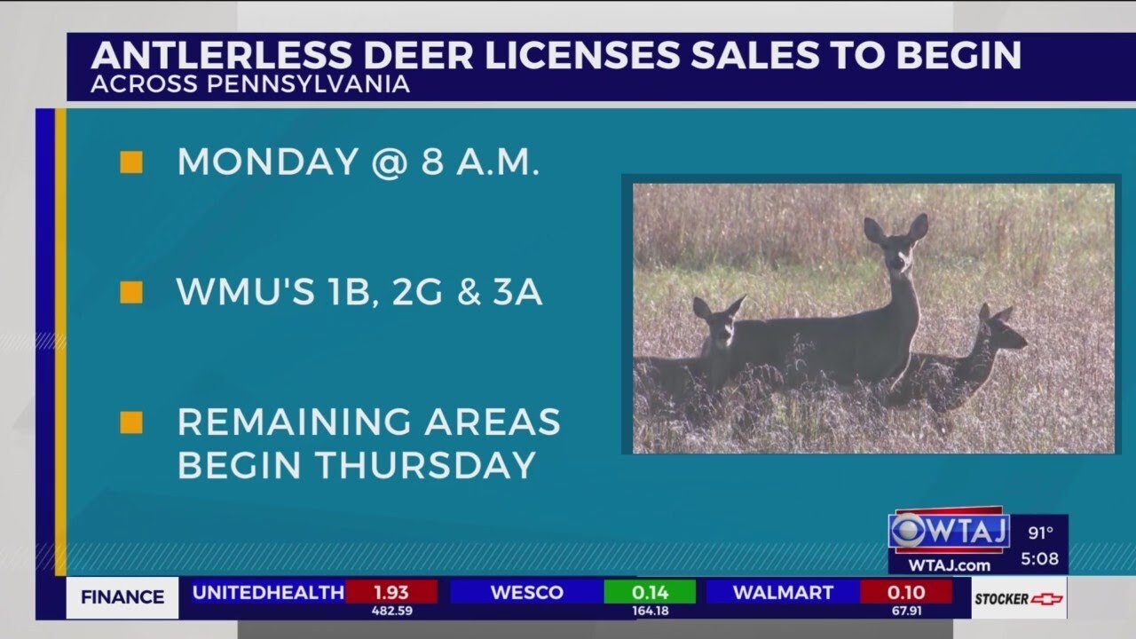 Pa. antlerless deer licenses to go on sale, Game Commission looking for feedback YouTube