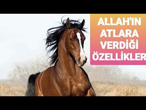 ATLARIN İNANILMAZ ÖZELLİKLERİ