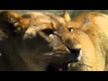 Documental de leones