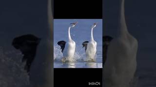 👾Three male birds attract females with their amazing dance moves 👾 #fieldornithology #avianecology