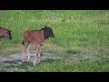 Djuma: Wildebeest herd-one calf with mud on face - 17:42 - 01/03/20