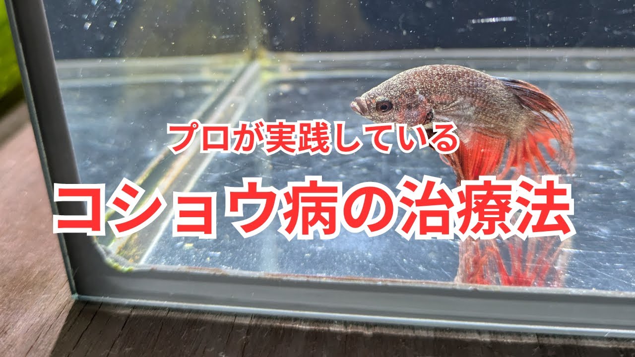 プロが実践しているコショウ病の治し方をご紹介！