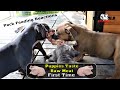 8 Week Old XL American Bully Puppies Taste Raw Meat For the first Time!! @Caona Bully Kennels