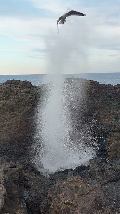 blowhole kiama sydney Australia 🇦🇺