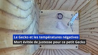 Le Gecko et le froid