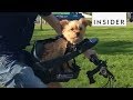 Bike Seat Lets You Take Your Dog For A Ride