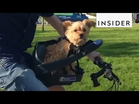 Video: Zee.Dog smeigtukai puikiai tinka pučioms, kurias mėgsta ištraukti