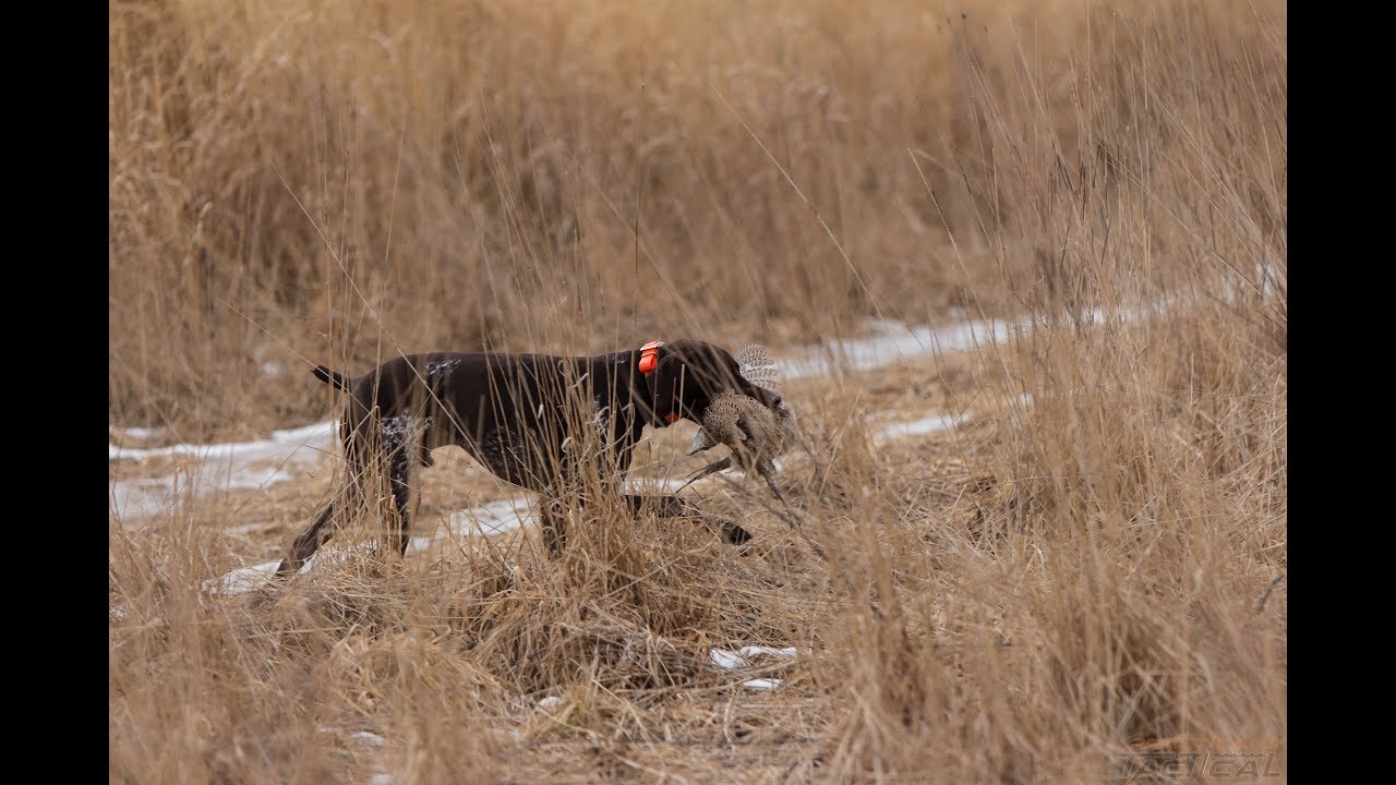 german shorthair pheasant hunting