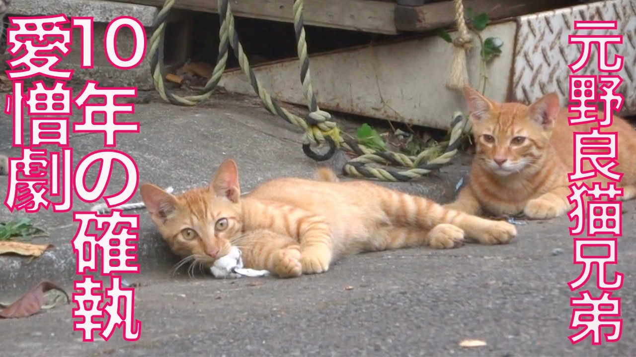 野良猫愛憎劇、10年後の兄弟決裂 The Love-Hate relationship between