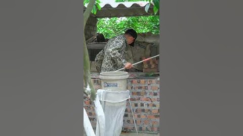 Cách Bắt Rắn Cực kỳ An Toàn Bằng Kẹp Bắt Rắn # kẹpran#manhthosan