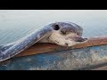 Sea creature caught while lobster  crab huntingadventure fishing jamaica 