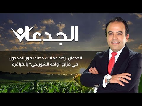 الجدعان يرصد عمليات حصاد تمور المجدول في مزارع واحة الشوربجي بالفرافرة