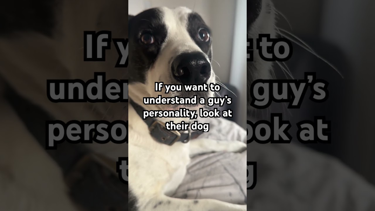 Say less #dog #beagle #shorts