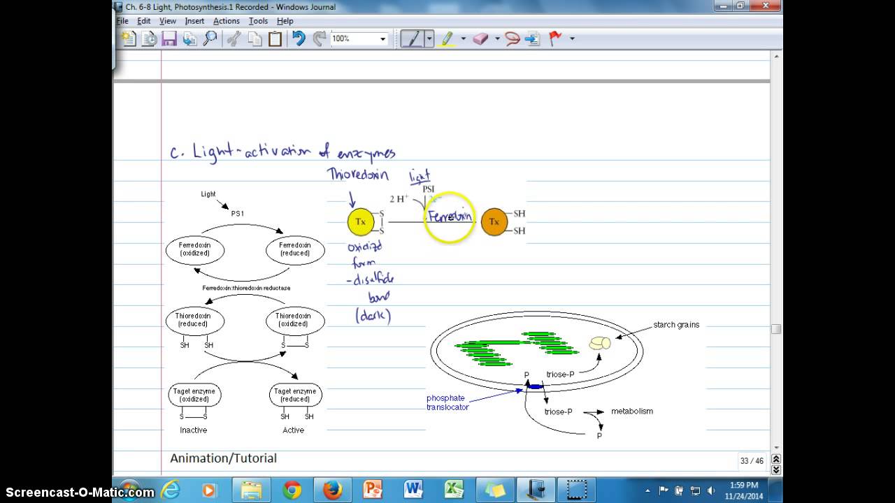 Ch. 8C Calvin cycle regulation (pt. 2)