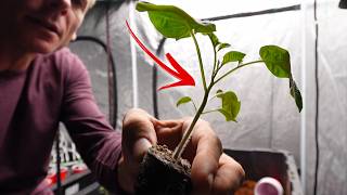 The ONE THING that will LEVEL UP YOUR GARDEN