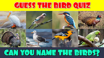 Guess the Bird Quiz | Bird Family Quiz