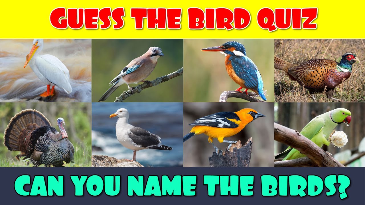Guess the Bird Quiz Bird Family Quiz YouTube