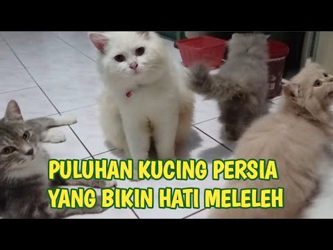 Video: Kucing Peliharaan Menyerang Keluarga, Memaksa Mereka Untuk Menelepon 911