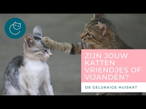 Video: Hoe Om Vriende Te Maak Met 'n Kat