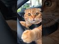 شوفتو هذا غ ل ط Shorts Viral Funny Cat