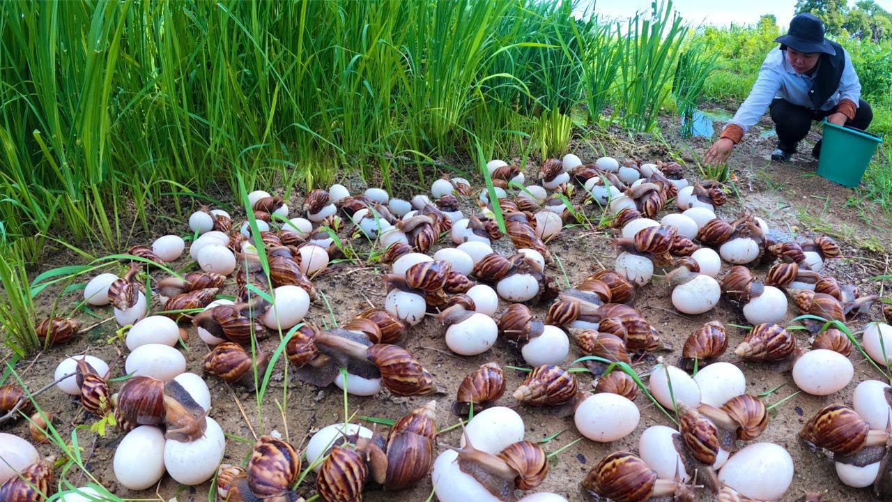 I Found Thousands of Snail Eggs in the Rice Field!