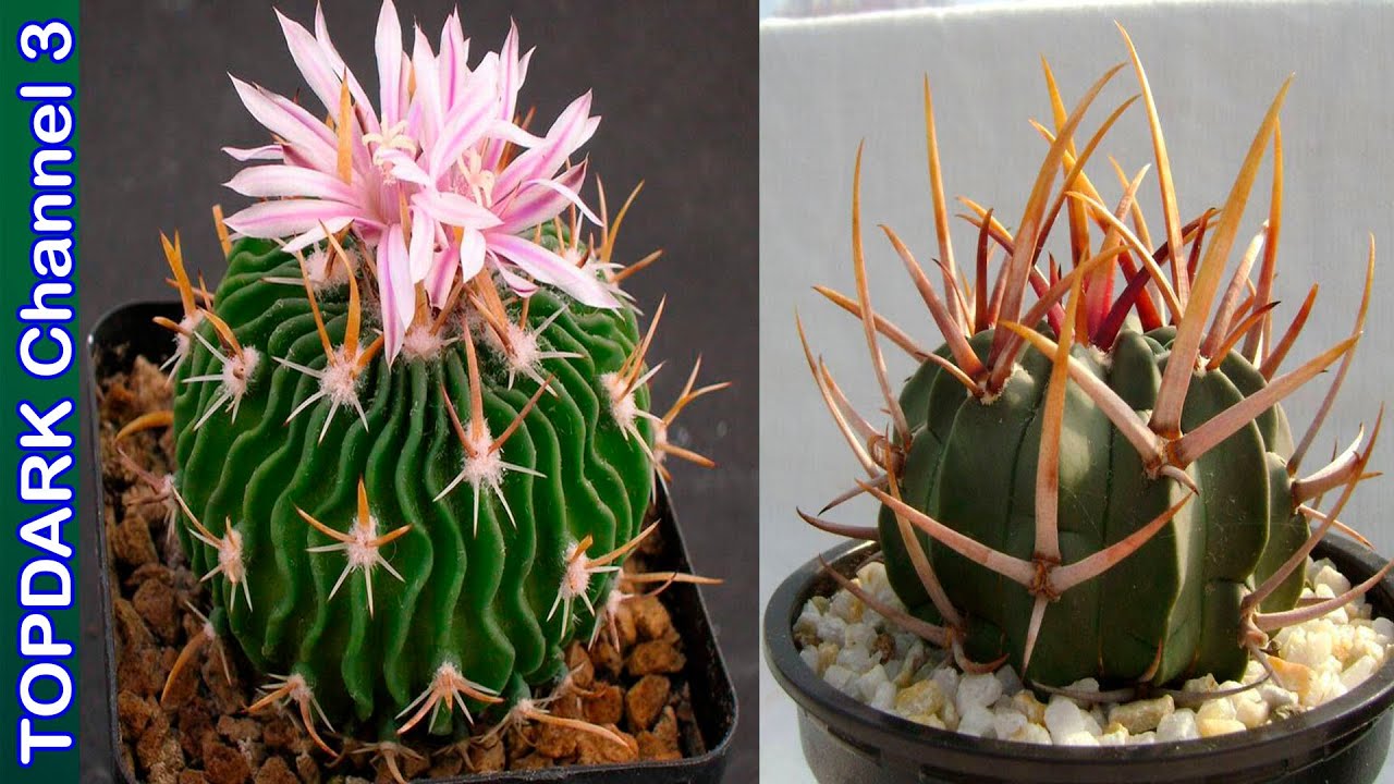 10 Lindas Variedades de Stenocactus