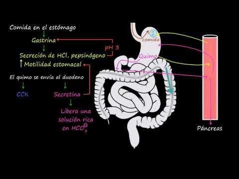 Control del tracto gastrointestinal | Fisiología del sistema gastrointestinal