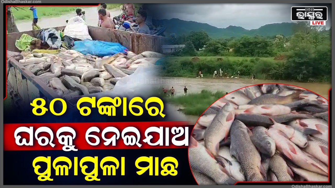 ରୋହି ହେଉ କି  ଭାକୁର ..ଏଠୁ ଯେକୌଣସି ମାଛ କିଣିଲେ ମାତ୍ର 50ଟଙ୍କା ପ୍ରତି କିଲୋ  Fish Kilo Rs 50