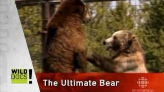The Ultimate Bear - WildDocs - CBC.avi
