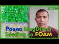 PAANO MAG DIRECT SEEDING NG LETTUCE SA FOAM PARA SA HYDROPONICS / STEP BY STEP NA PARAAN