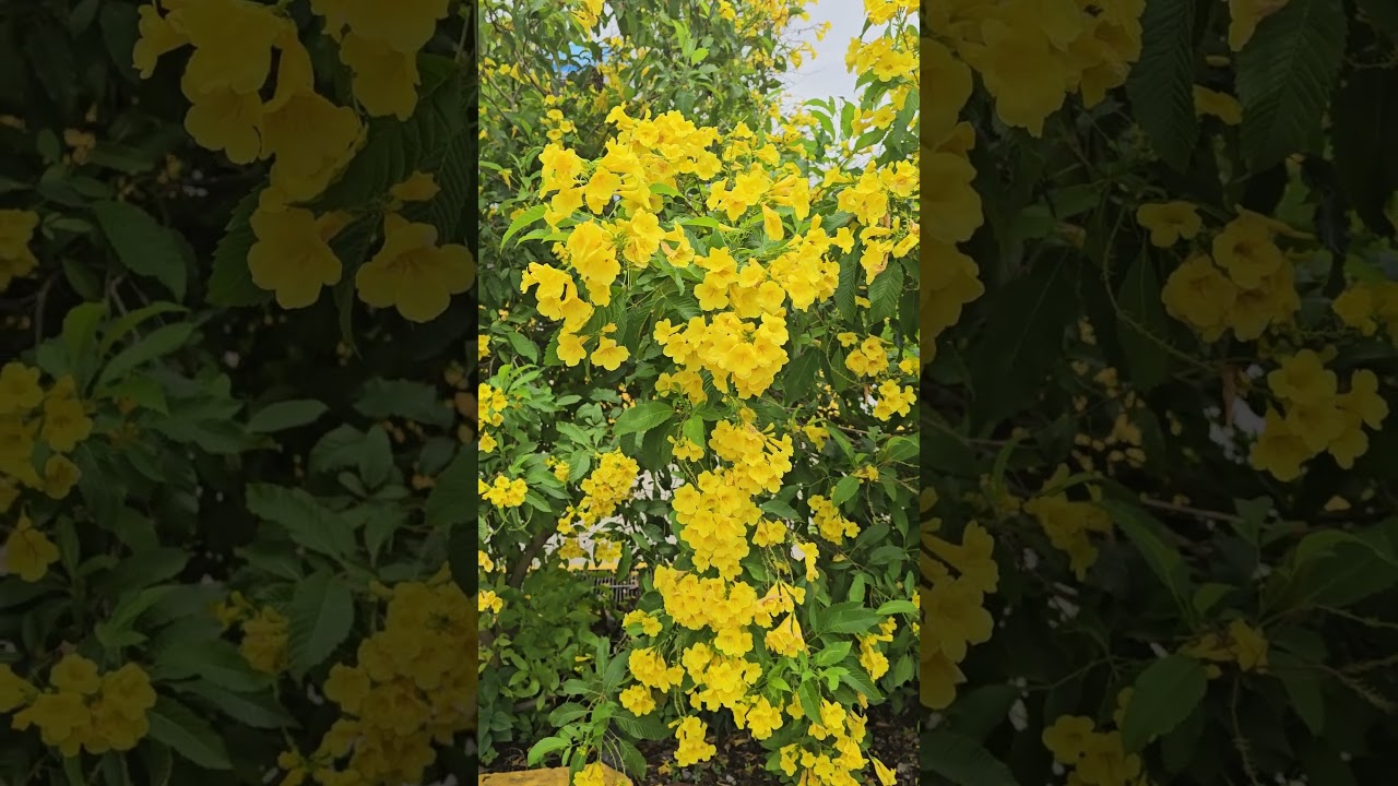 Tecoma Flower |all about tecoma flower plant,tecoma flower plant cuttings.