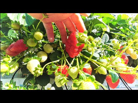 Video: Frødyrkede Hellebore-planter - Hvordan dyrke Hellebore fra frø