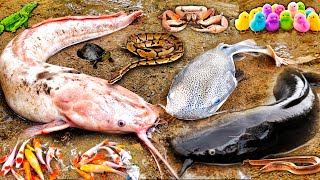 Wah! Menangkap Ikan Keli Albino dalam Lubang: Ikan Haruan, Ikan Keli Gergasi,Ikan Haruan,Ikan Hiasan