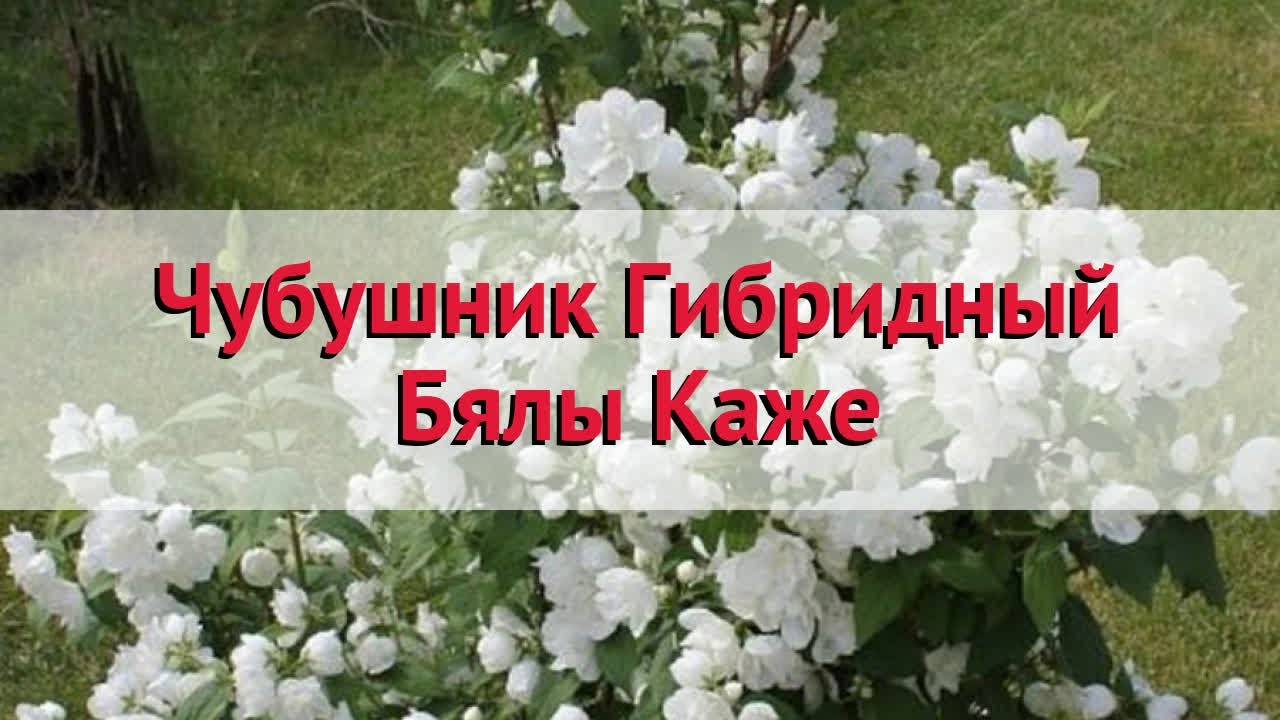 Чубушник (жасмин садовый) гибридный Бялы Каже 🌿 Посадка. саженцы ...