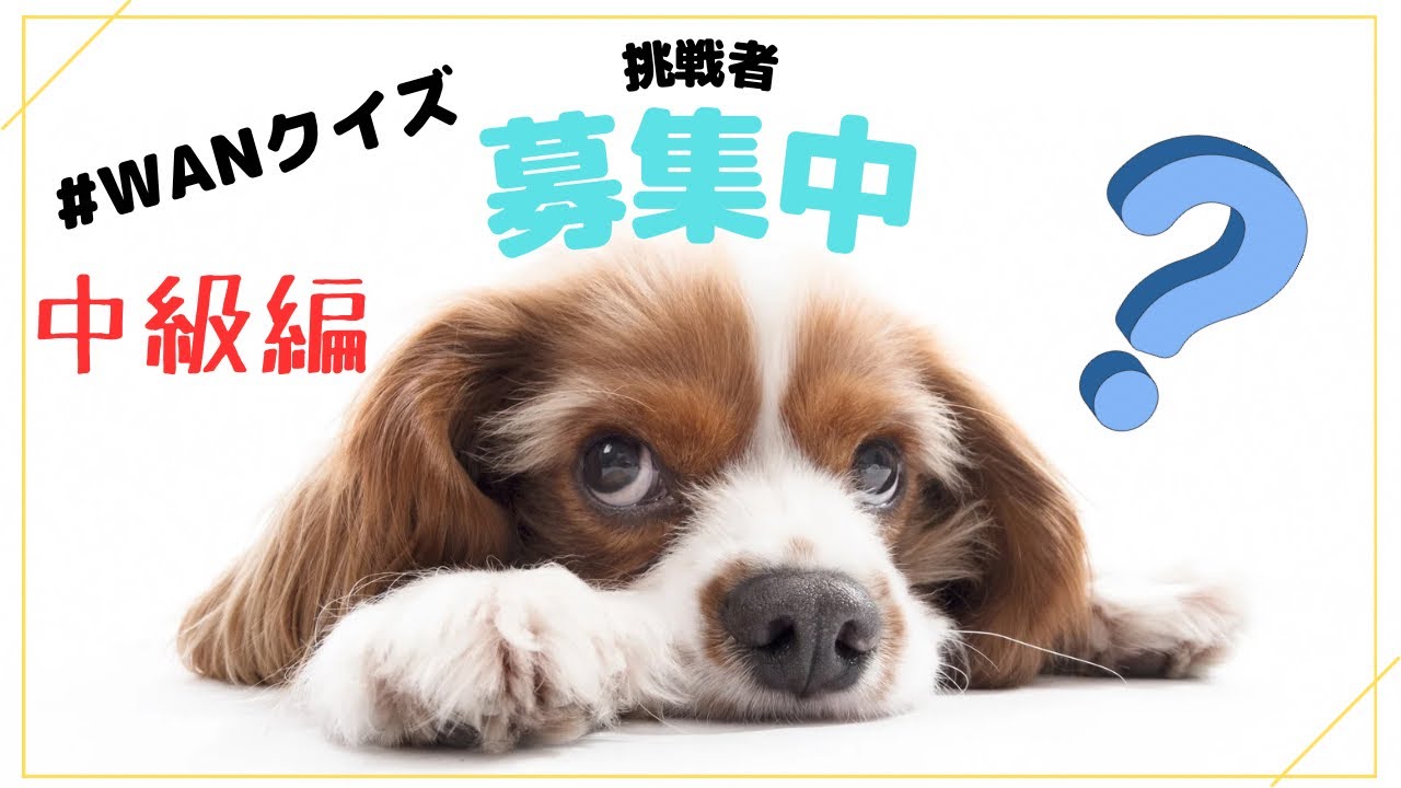 【難易度上昇】犬種クイズ〜目指せわんこマスター中級〜