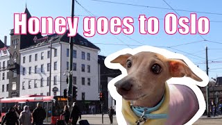 Taking my dog to Oslo for the day | Iggy meetup | VLOG with Honey