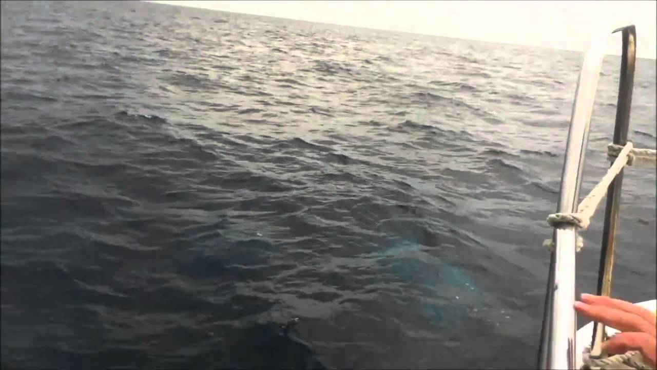 Humpback Whale  Zamami Feb-23-2011 #3/3    Peduncle  Slap