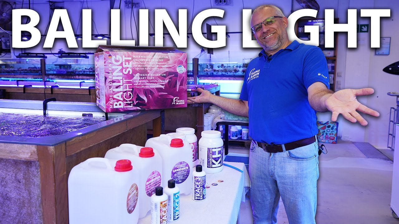 Our BALLING LIGHT SET - Fauna Marin