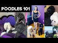 Standard Poodles 101: The Pros and Cons of this large breed dog  | PHYRRA