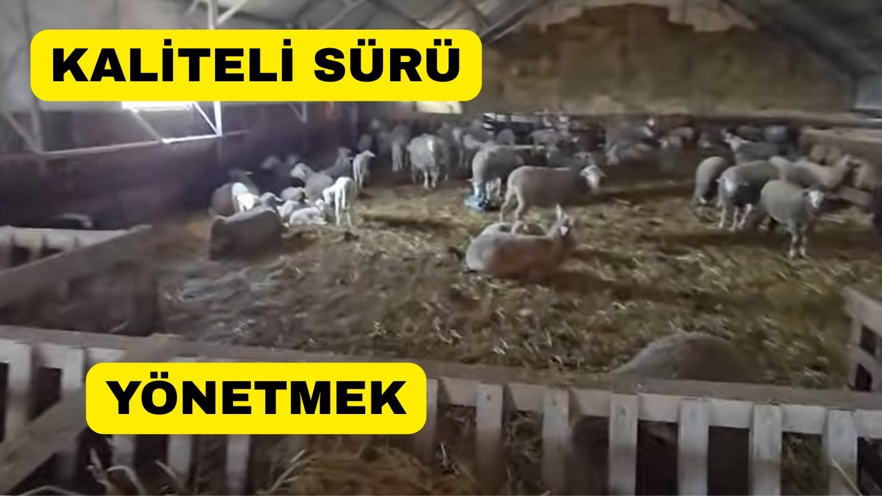 Profesyonel Koyun Çiftliği Kurmanın Püf Noktaları!