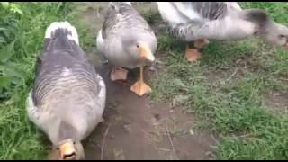 Funny Animals Vines March 2016