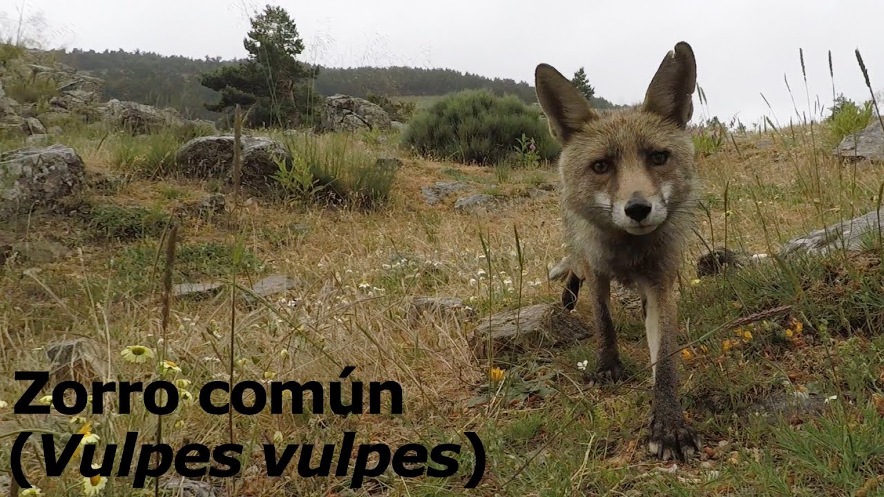 Zorros comunes (Vulpes vulpes) en Abantos (Madrid) y Cazorla (Jaén)