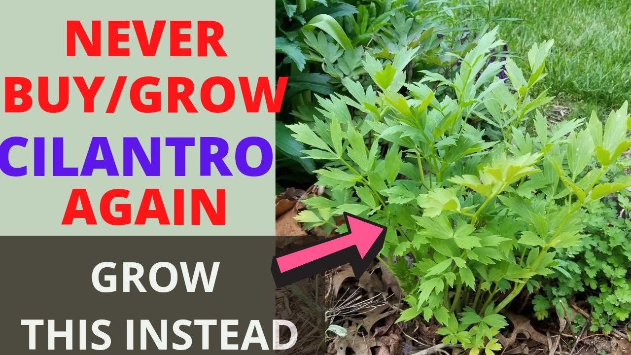A Perennial Substitute For Cilantro And Parsley That Doesn'T Bolt