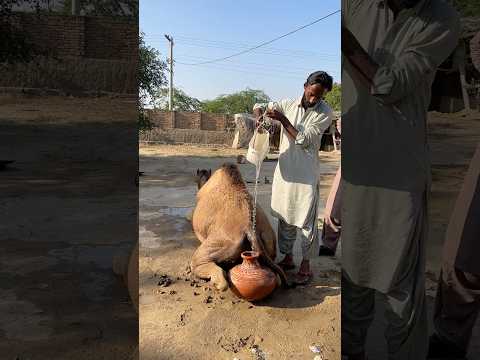 صبي يسكب الماء من إناء على سنام الجمل ليحافظ عليه بارد ا ومريح ا في الشمس الحارقة