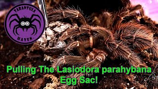 Pulling the Lasiodora Parahybana Egg Sac!