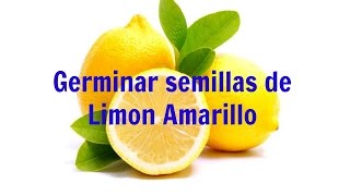 Germinar Limon Amarillo | Rapido, facil y 100% efectivo