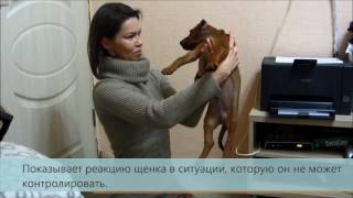 Тестирование щенка. Немецкий пинчер. Налаекс Треже Зольдиак Тестирование щенка. Немецкий пинчер. Налаекс Треже Зольдиак